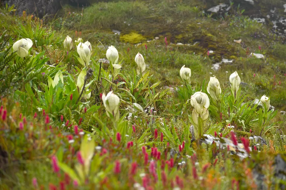 Photo of In search of Brahma Kamal by Debjyoti Majumder