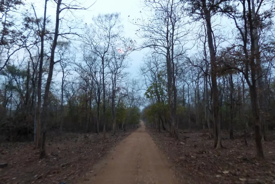 Photo of TADOBA : Wildlife Experience with the Royal CAT by Yamini Rege