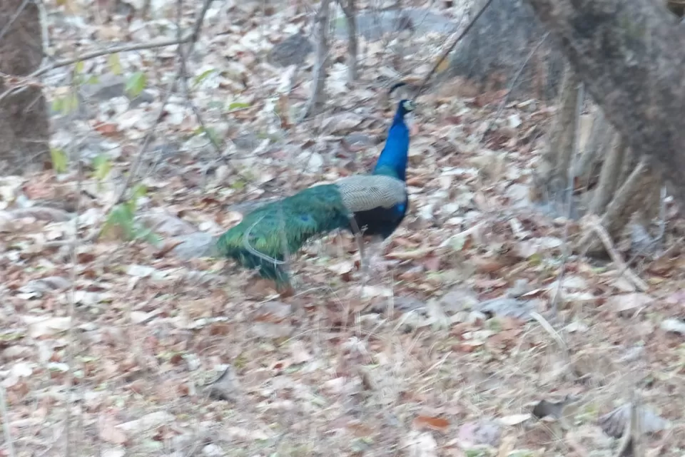 Photo of TADOBA : Wildlife Experience with the Royal CAT by Yamini Rege