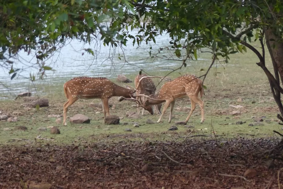 Photo of TADOBA : Wildlife Experience with the Royal CAT by Yamini Rege