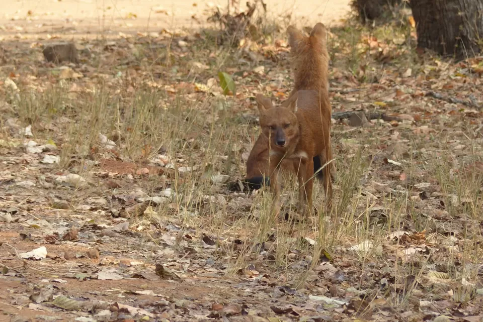 Photo of TADOBA : Wildlife Experience with the Royal CAT by Yamini Rege