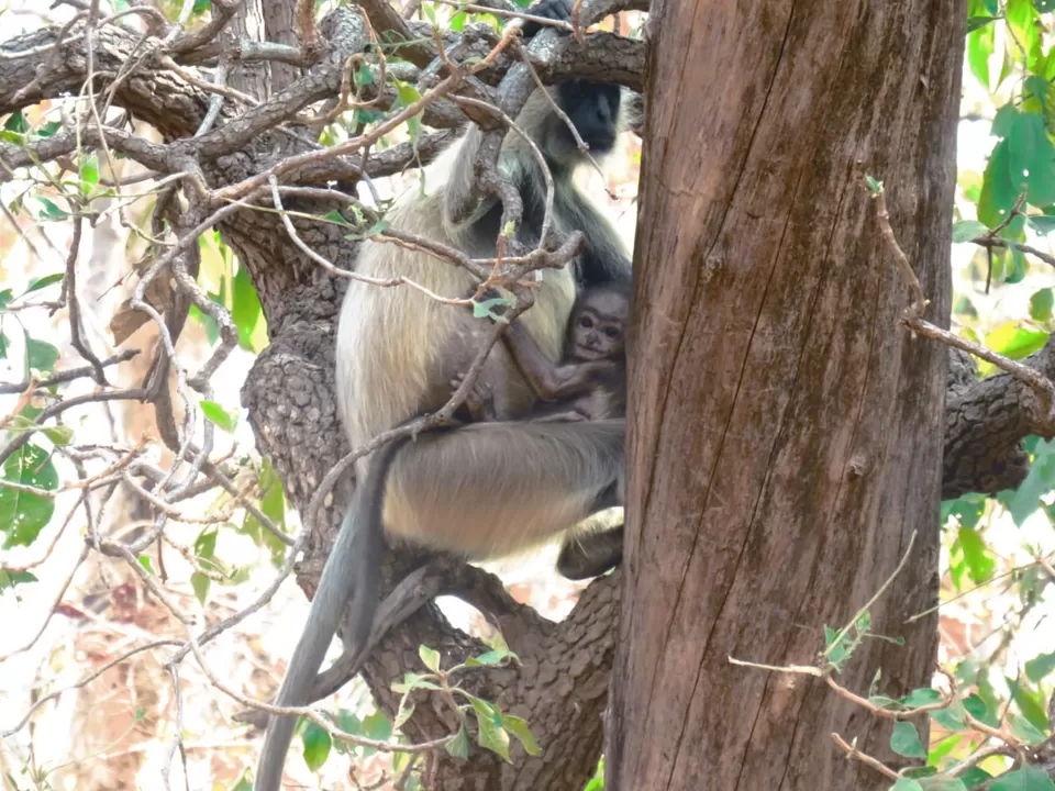 Photo of TADOBA : Wildlife Experience with the Royal CAT by Yamini Rege