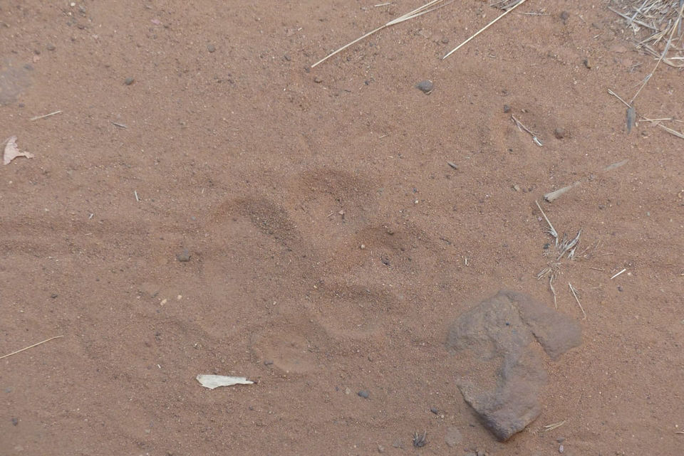 Photo of TADOBA : Wildlife Experience with the Royal CAT by Yamini Rege