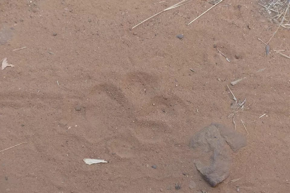 Photo of TADOBA : Wildlife Experience with the Royal CAT by Yamini Rege