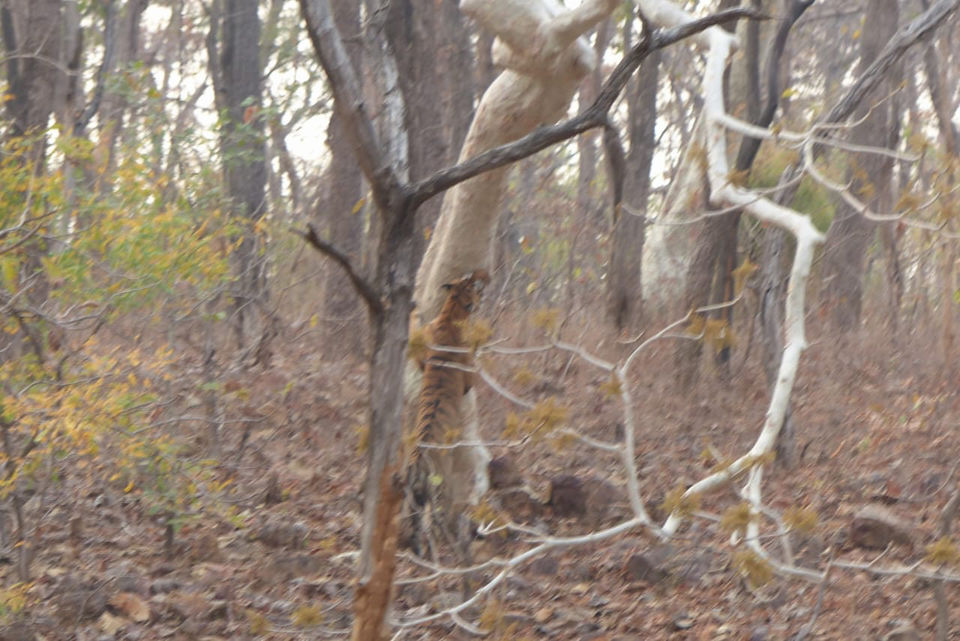 Photo of TADOBA : Wildlife Experience with the Royal CAT by Yamini Rege