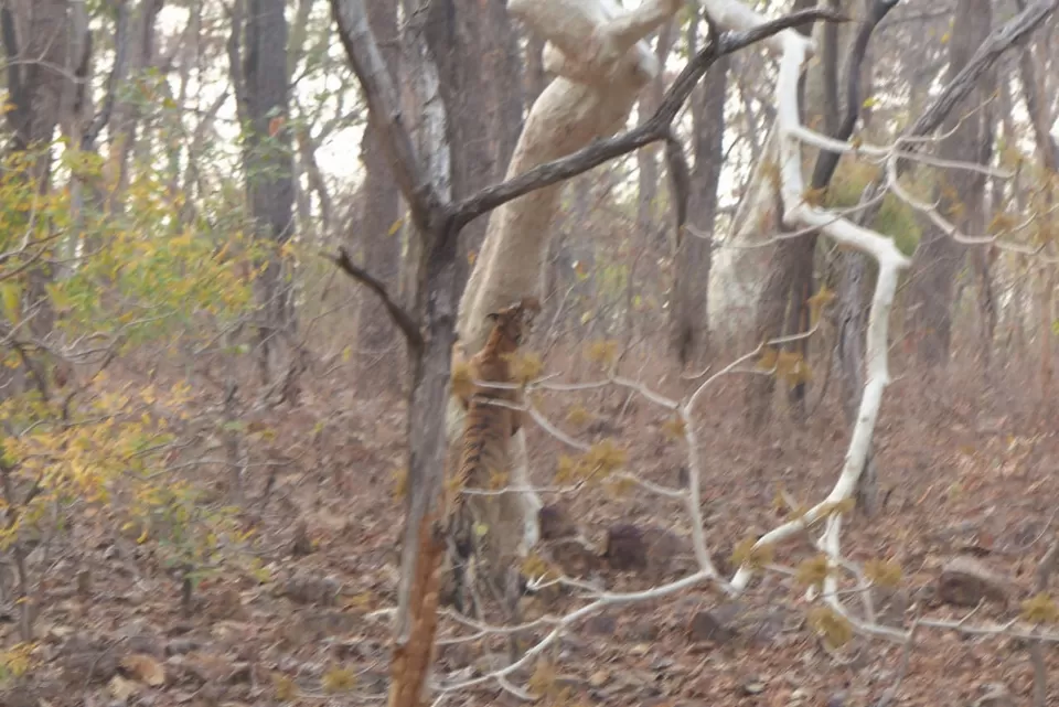 Photo of TADOBA : Wildlife Experience with the Royal CAT by Yamini Rege