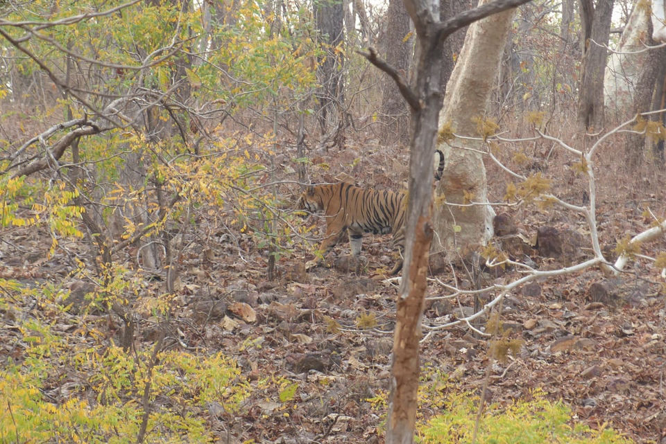 Photo of TADOBA : Wildlife Experience with the Royal CAT by Yamini Rege