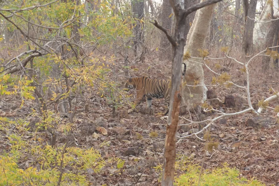 Photo of TADOBA : Wildlife Experience with the Royal CAT by Yamini Rege