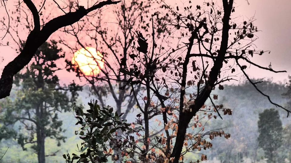 Photo of TADOBA : Wildlife Experience with the Royal CAT by Yamini Rege