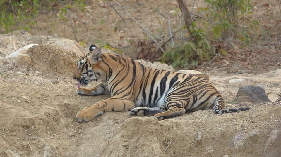 Photo of TADOBA : Wildlife Experience with the Royal CAT by Yamini Rege