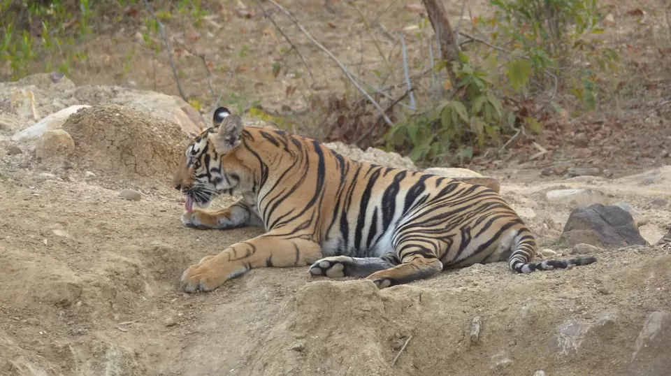 Photo of TADOBA : Wildlife Experience with the Royal CAT by Yamini Rege