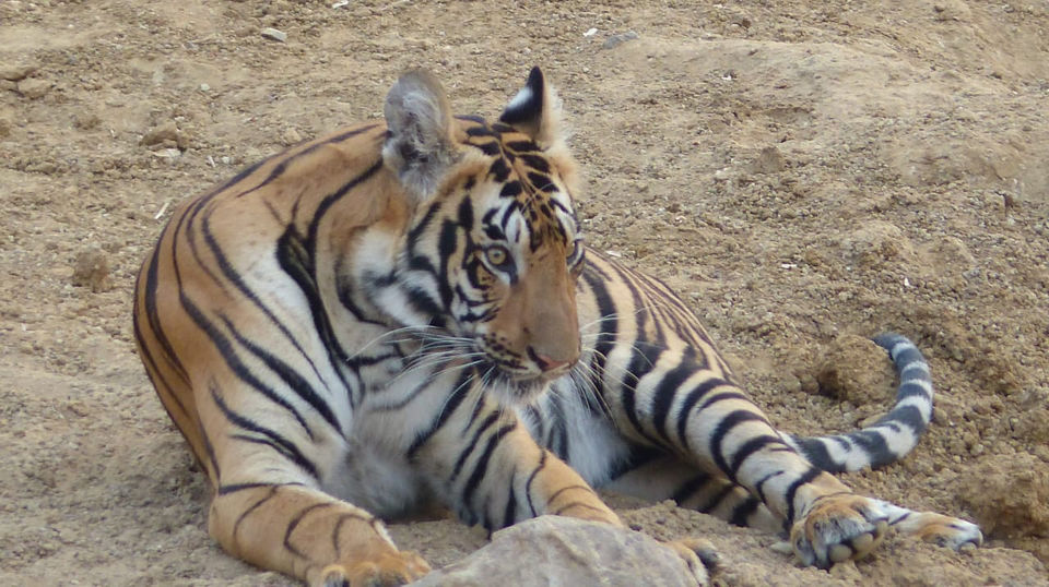 Photo of TADOBA : Wildlife Experience with the Royal CAT by Yamini Rege