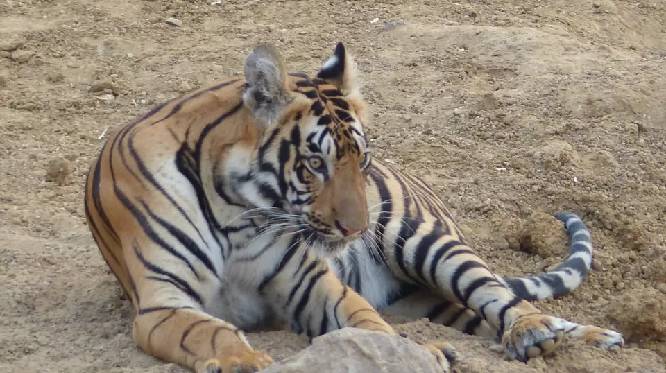 Photo of TADOBA : Wildlife Experience with the Royal CAT by Yamini Rege
