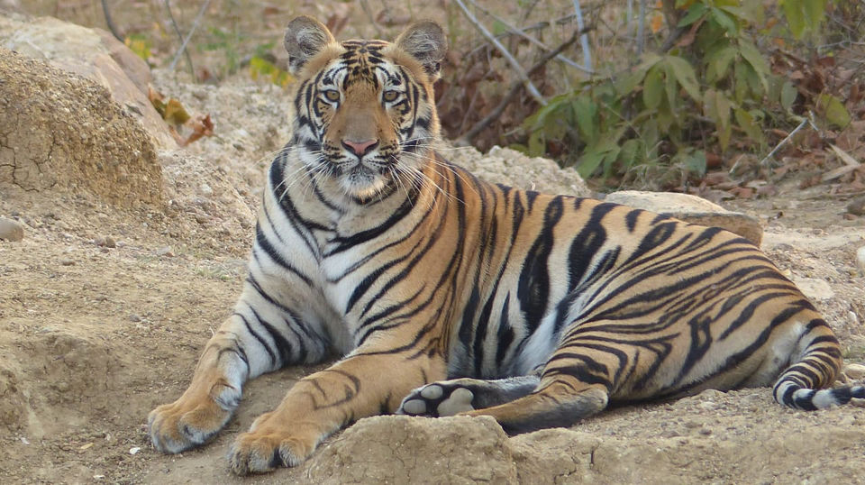 Photo of TADOBA : Wildlife Experience with the Royal CAT by Yamini Rege