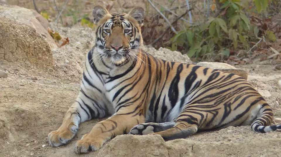 Photo of TADOBA : Wildlife Experience with the Royal CAT by Yamini Rege