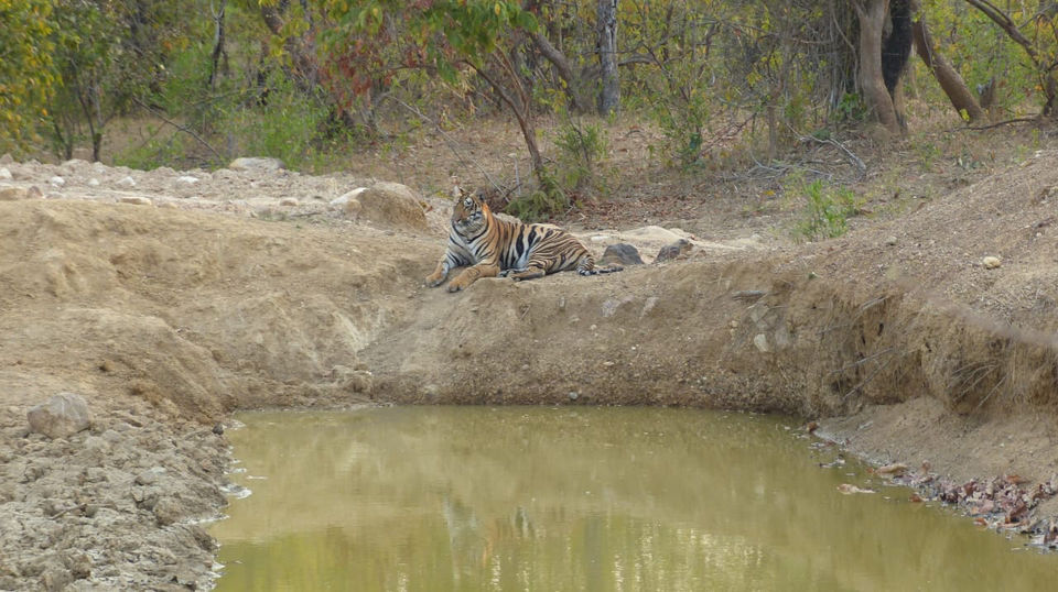 Photo of TADOBA : Wildlife Experience with the Royal CAT by Yamini Rege