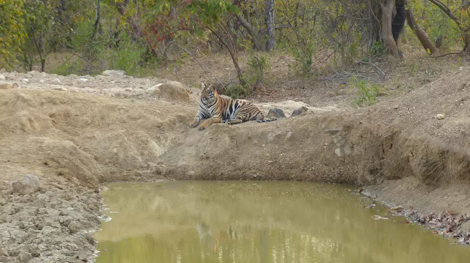 Photo of TADOBA : Wildlife Experience with the Royal CAT by Yamini Rege
