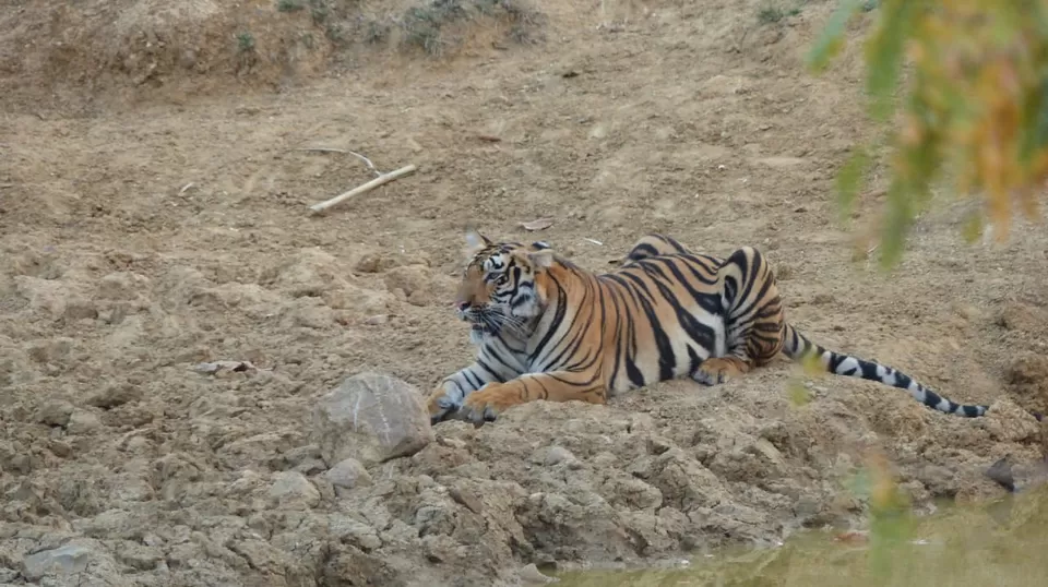 Photo of TADOBA : Wildlife Experience with the Royal CAT by Yamini Rege