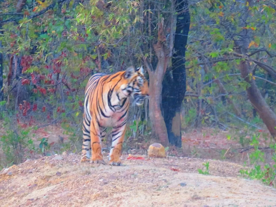 Photo of TADOBA : Wildlife Experience with the Royal CAT by Yamini Rege