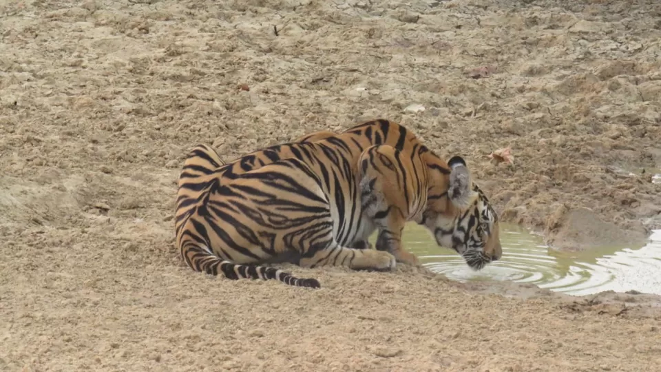 Photo of TADOBA : Wildlife Experience with the Royal CAT by Yamini Rege