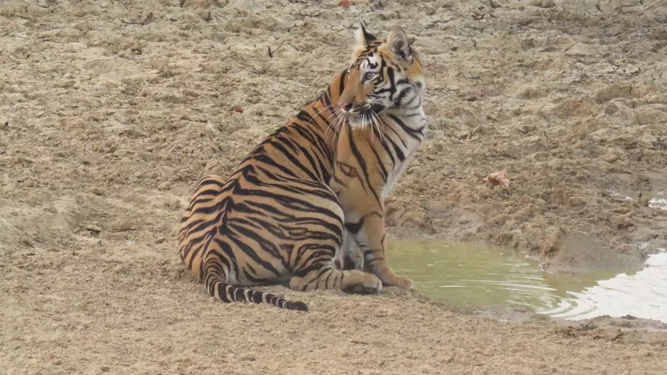 Photo of TADOBA : Wildlife Experience with the Royal CAT by Yamini Rege