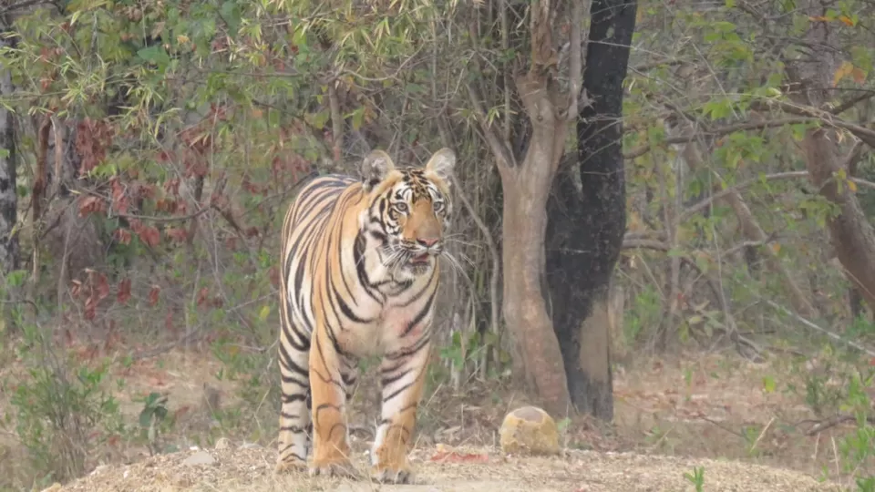Photo of TADOBA : Wildlife Experience with the Royal CAT by Yamini Rege
