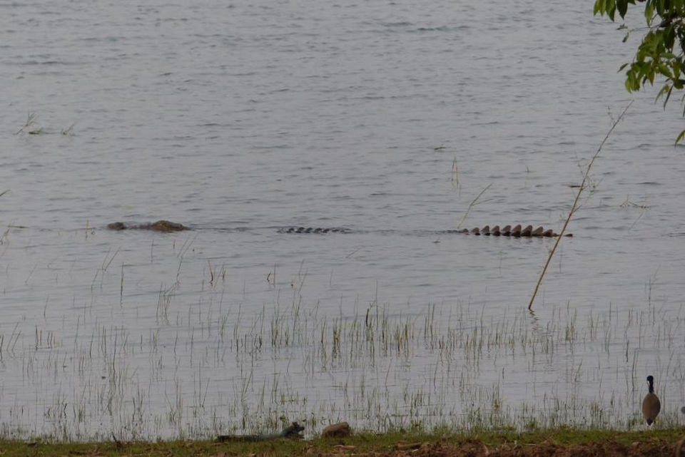 Photo of TADOBA : Wildlife Experience with the Royal CAT by Yamini Rege