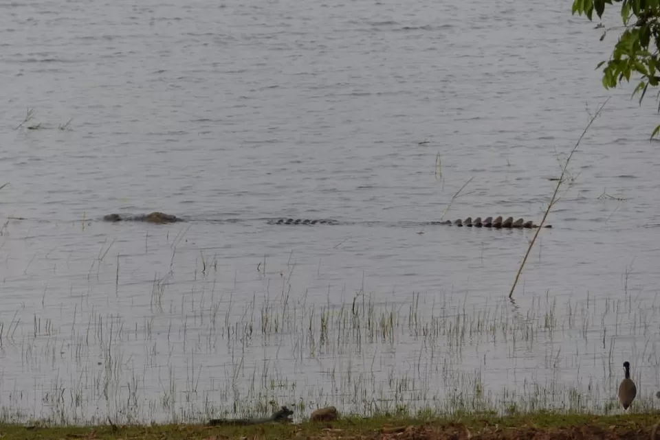 Photo of TADOBA : Wildlife Experience with the Royal CAT by Yamini Rege