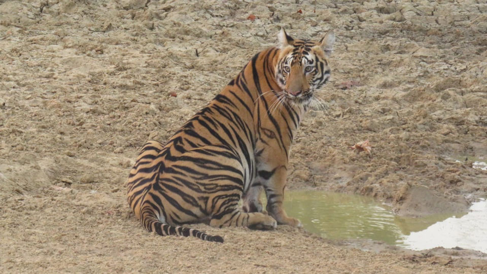Photo of TADOBA : Wildlife Experience with the Royal CAT by Yamini Rege