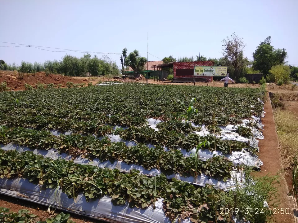 Photo of Sakha Niwas Agro Tourism, Tapola Rd, Mahabaleshwar, Maharashtra, India by Prathamesh Kotkar