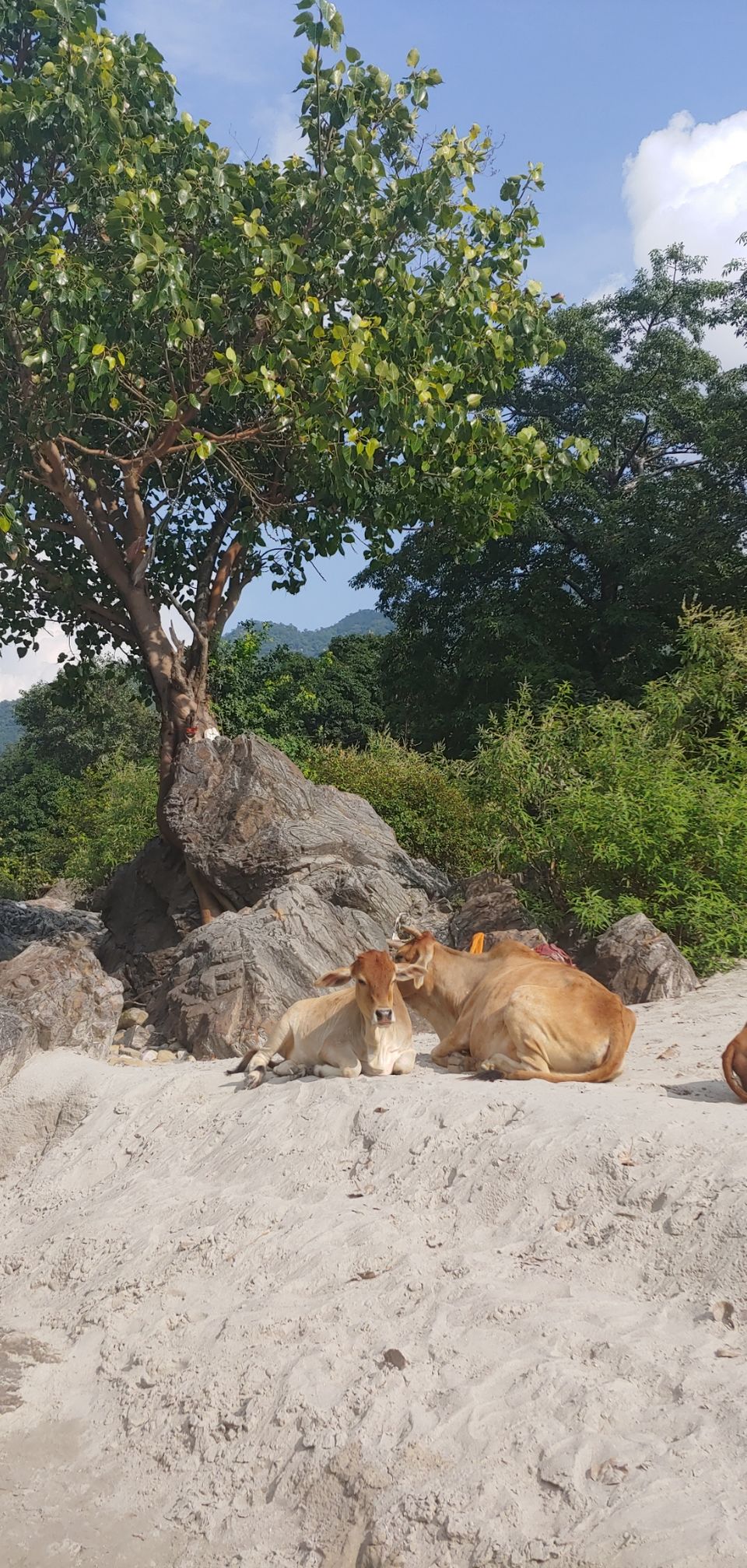 Photo of Rishikesh:In the abode of Maa Ganga by Pankaj Verma (kAGE OF NATURE)