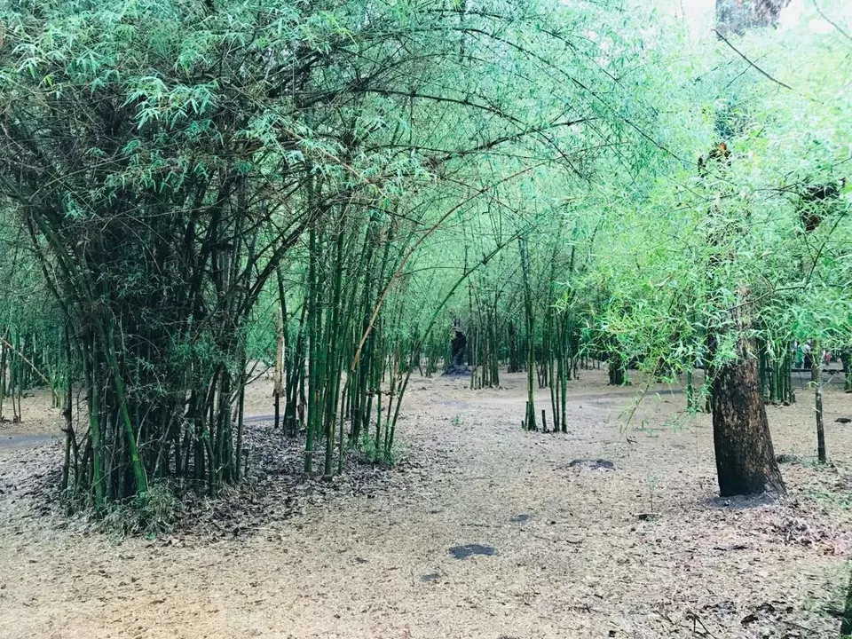 Photo of Bamboo Forest, Ashok Nagar, Tumakuru, Karnataka, India by Akash Vaish