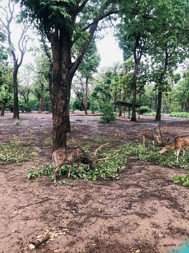 Photo of Bamboo Forest, Ashok Nagar, Tumakuru, Karnataka, India by Akash Vaish