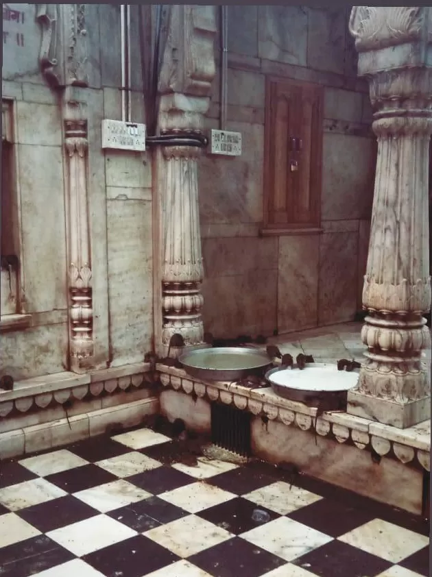 Photo of Karni Mata Temple, Bikaner, Rajasthan, India by Gayatri Talavdekar