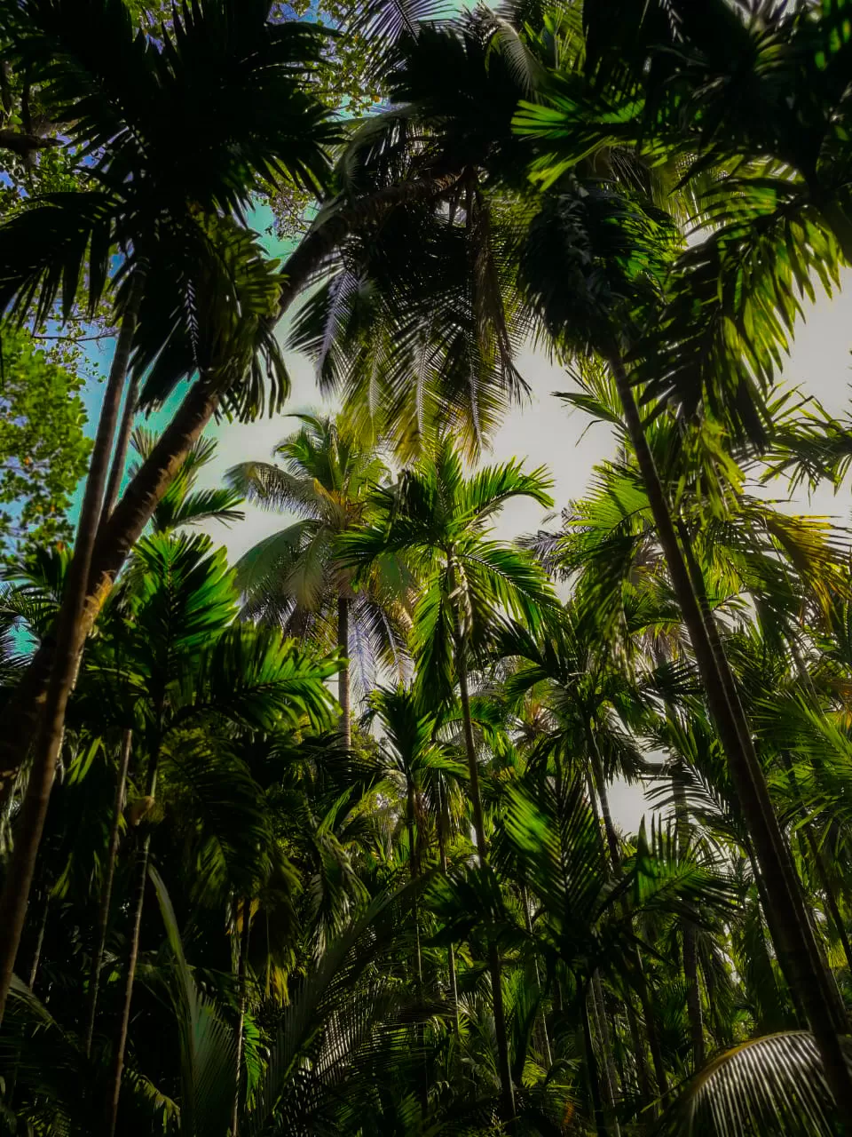 Photo of Velas By Daksha Patkar