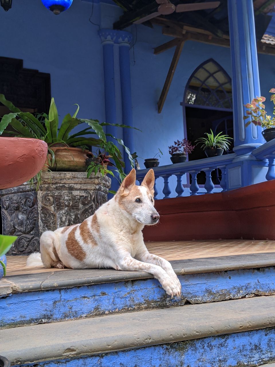 Photo of Casa Susegad - An ideal homestay in Goa by TwoMuchTogether