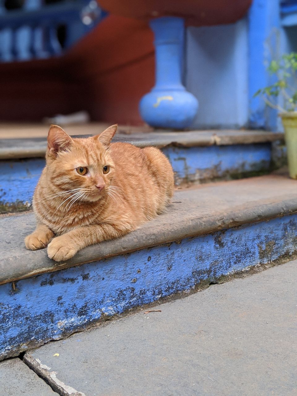 Photo of Casa Susegad - An ideal homestay in Goa by TwoMuchTogether