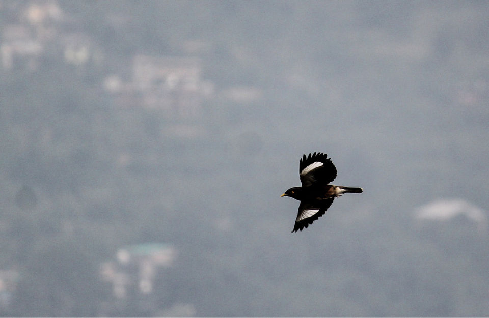 Photo of Maura by Dhaval & Dharini