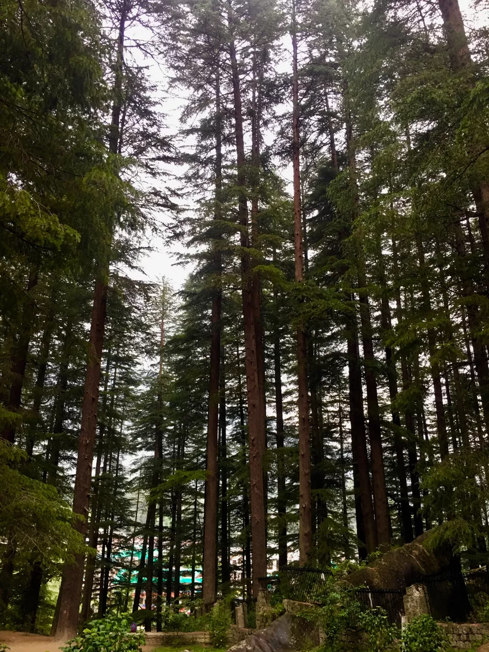 Photo of Prini,Manali by Dhaval & Dharini