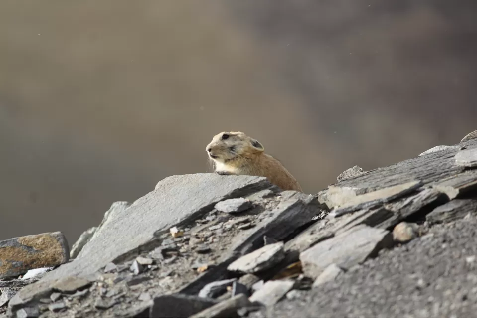 Photo of Tanglang La by Dhaval & Dharini
