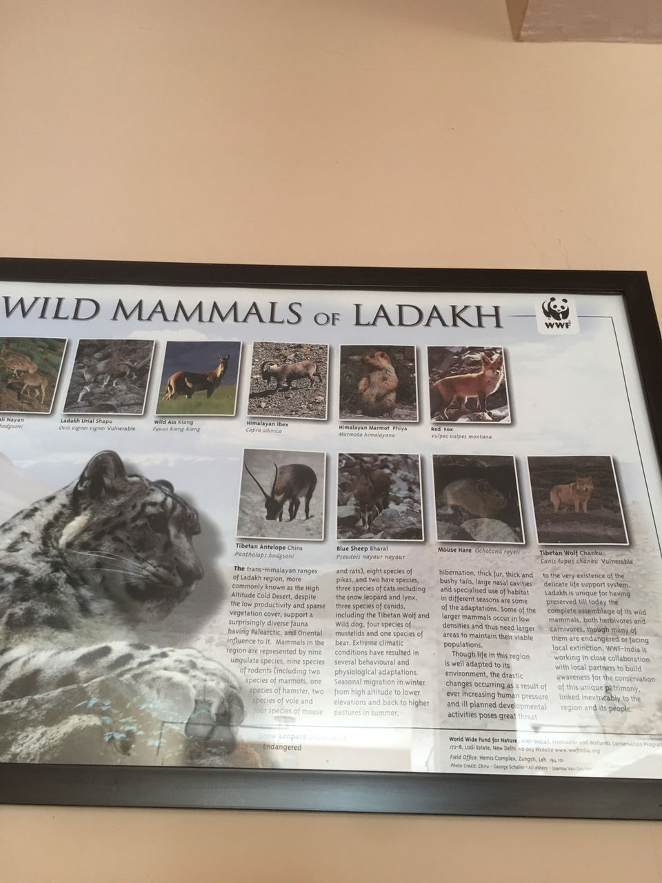 Photo of Leh by Dhaval & Dharini
