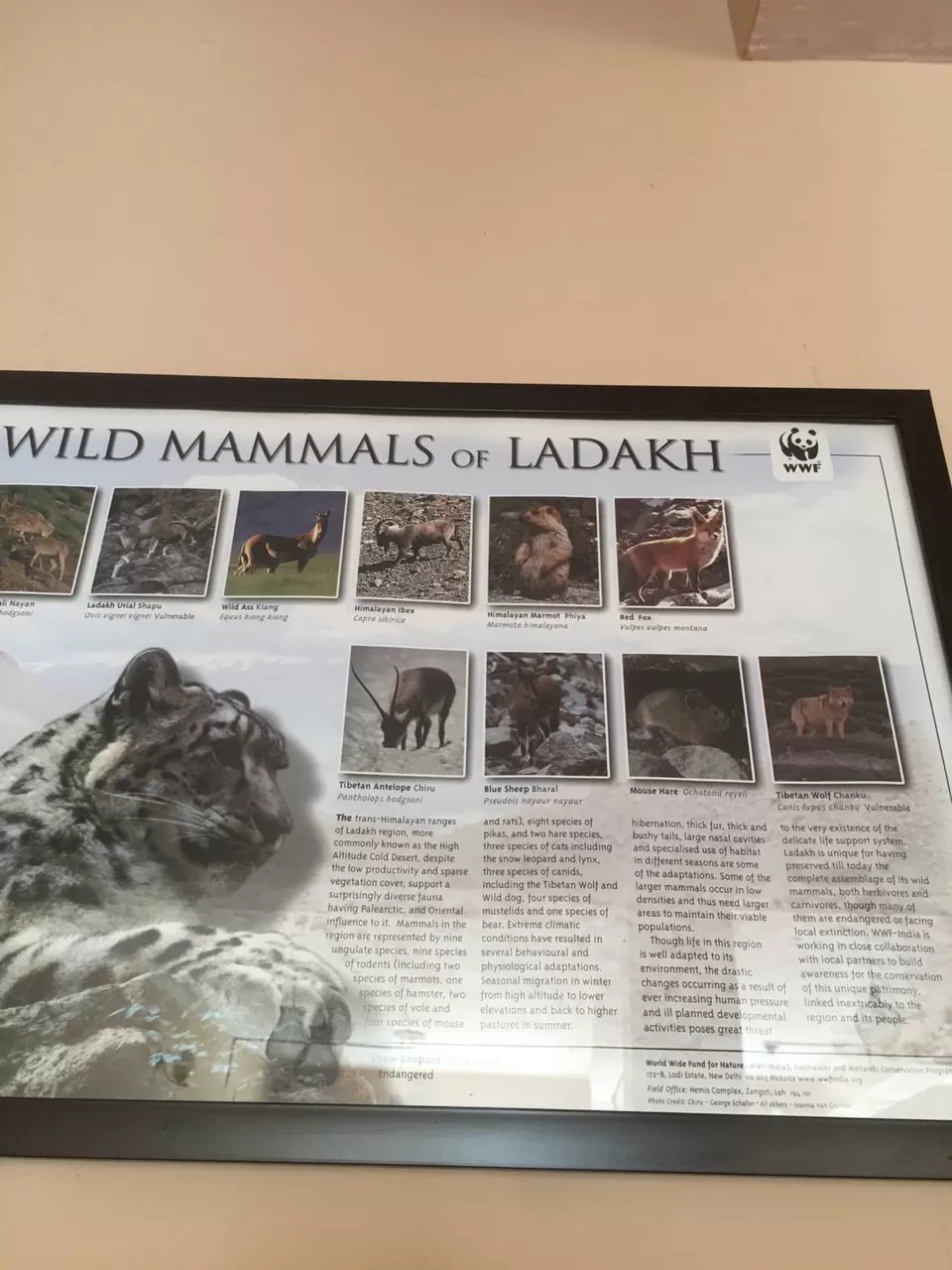 Photo of Leh by Dhaval & Dharini