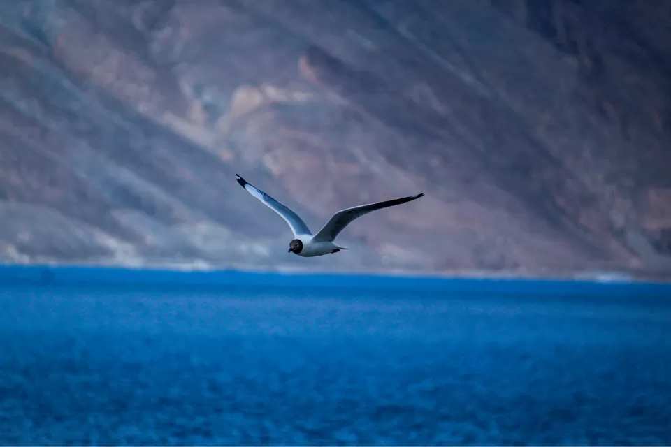Photo of Pangong Tso by Dhaval & Dharini