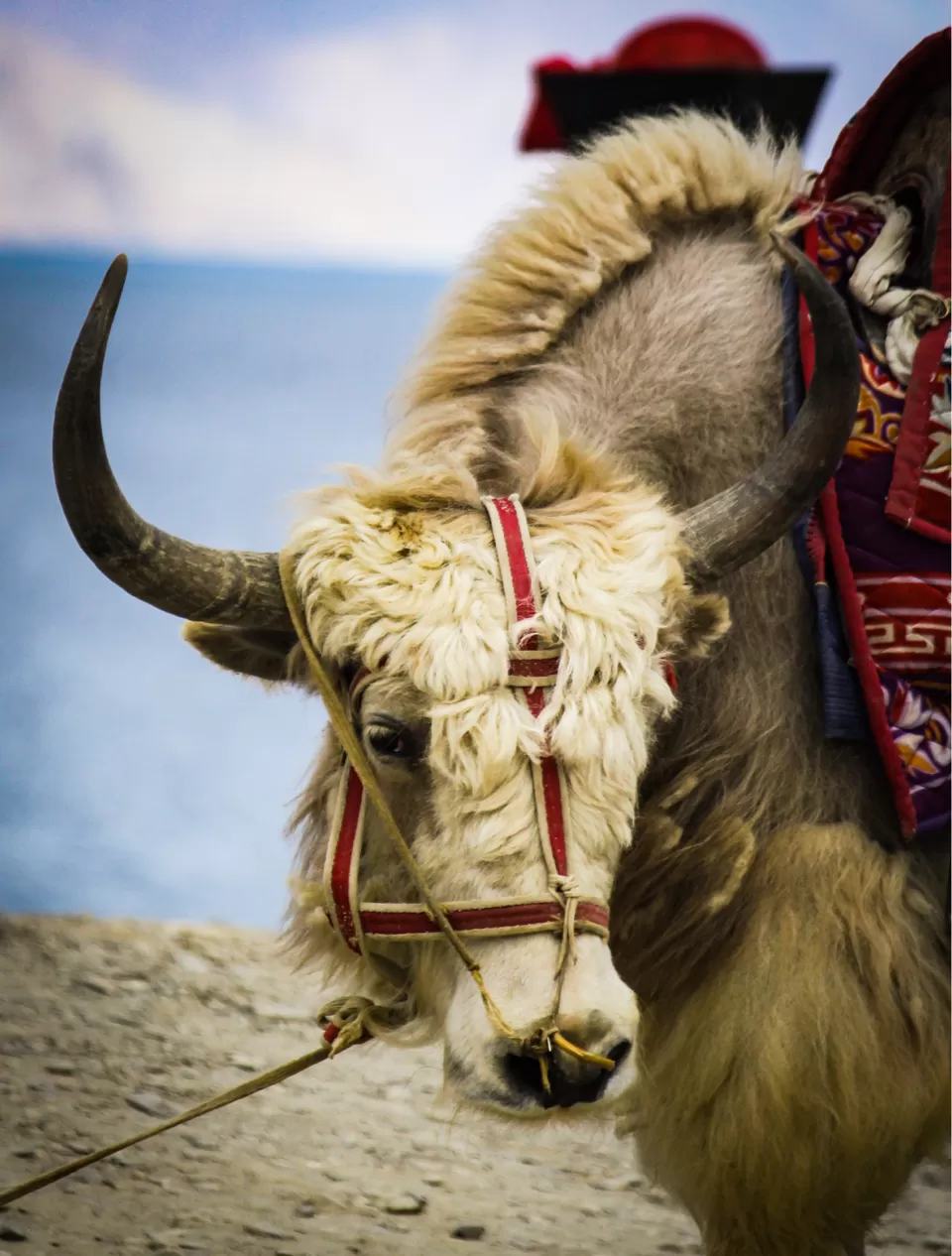 Photo of Pangong Tso by Dhaval & Dharini