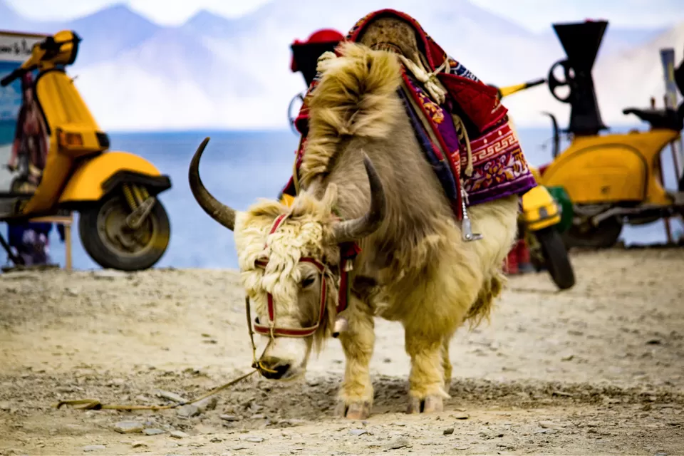 Photo of Pangong Tso by Dhaval & Dharini