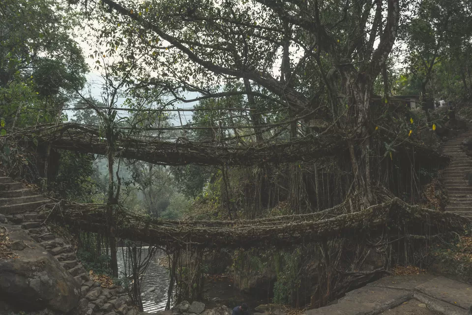 Photo of Double Decker Living Root Bridge, Cherrapunjee, Meghalaya, India by Suvarchala