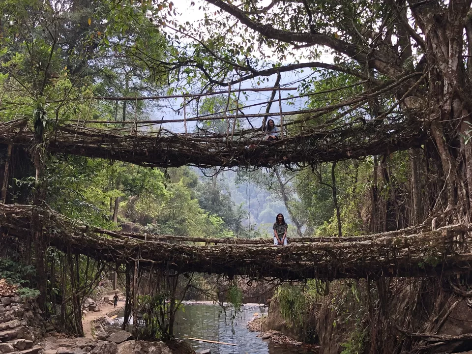Photo of Double Decker Living Root Bridge, Cherrapunjee, Meghalaya, India by Suvarchala