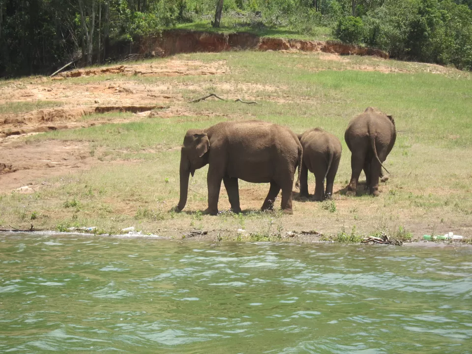 Photo of Mattupetty Lake, Kannan Devan Hills, Kerala, India by Kavya