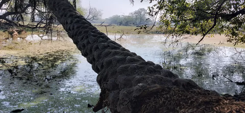 Photo of Bharatpur, Rajasthan, India by Shubham Jamwal