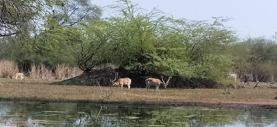 Photo of Bharatpur, Rajasthan, India by Shubham Jamwal